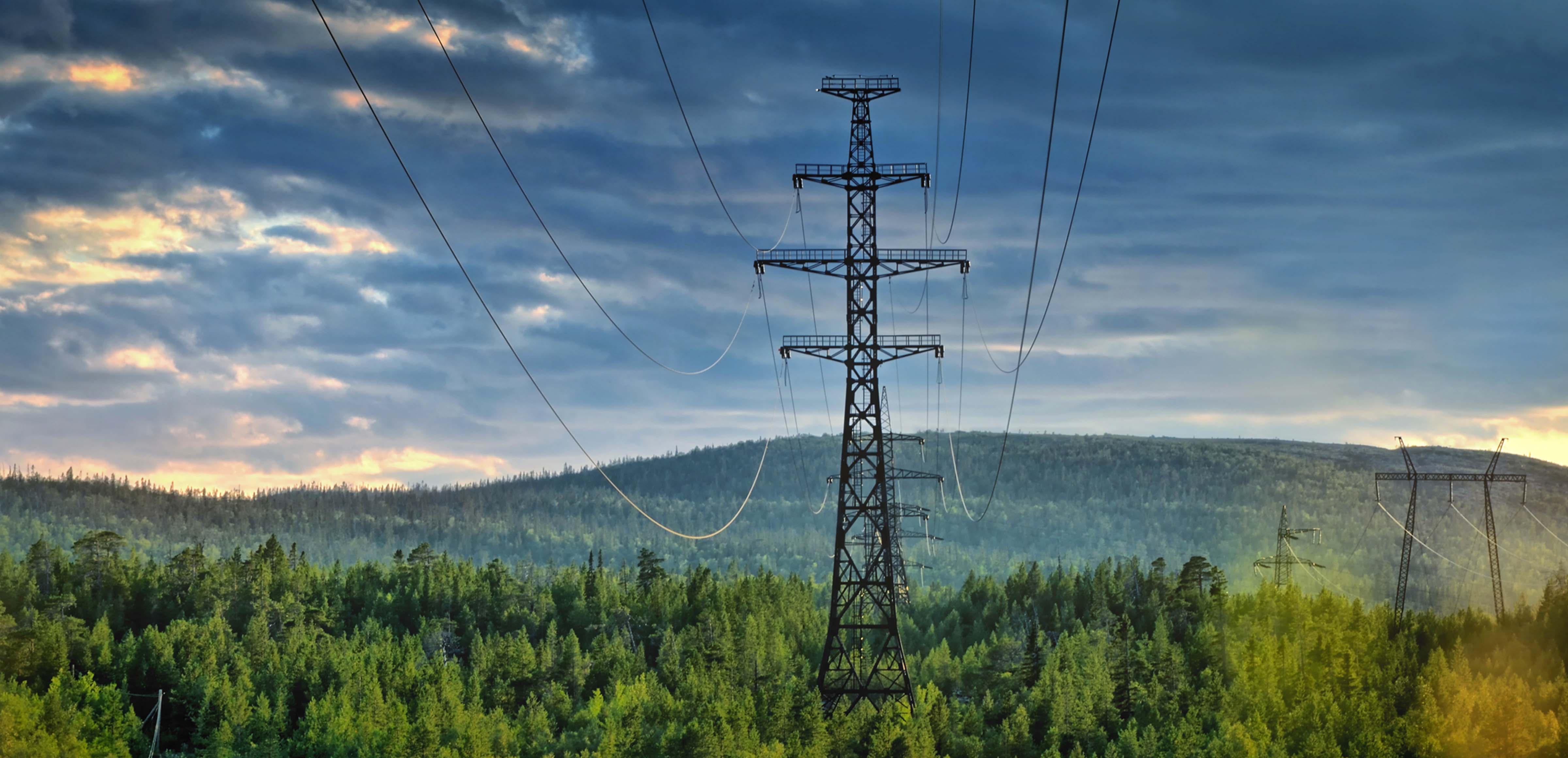 safeguarding-biodiversity-installation-electric-distribution-assets