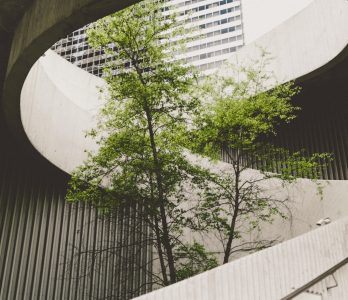  a tree grows in the middle of a concrete staircase